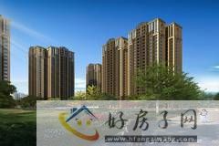金阳金领