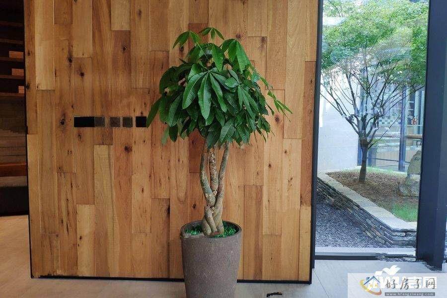 实景图
