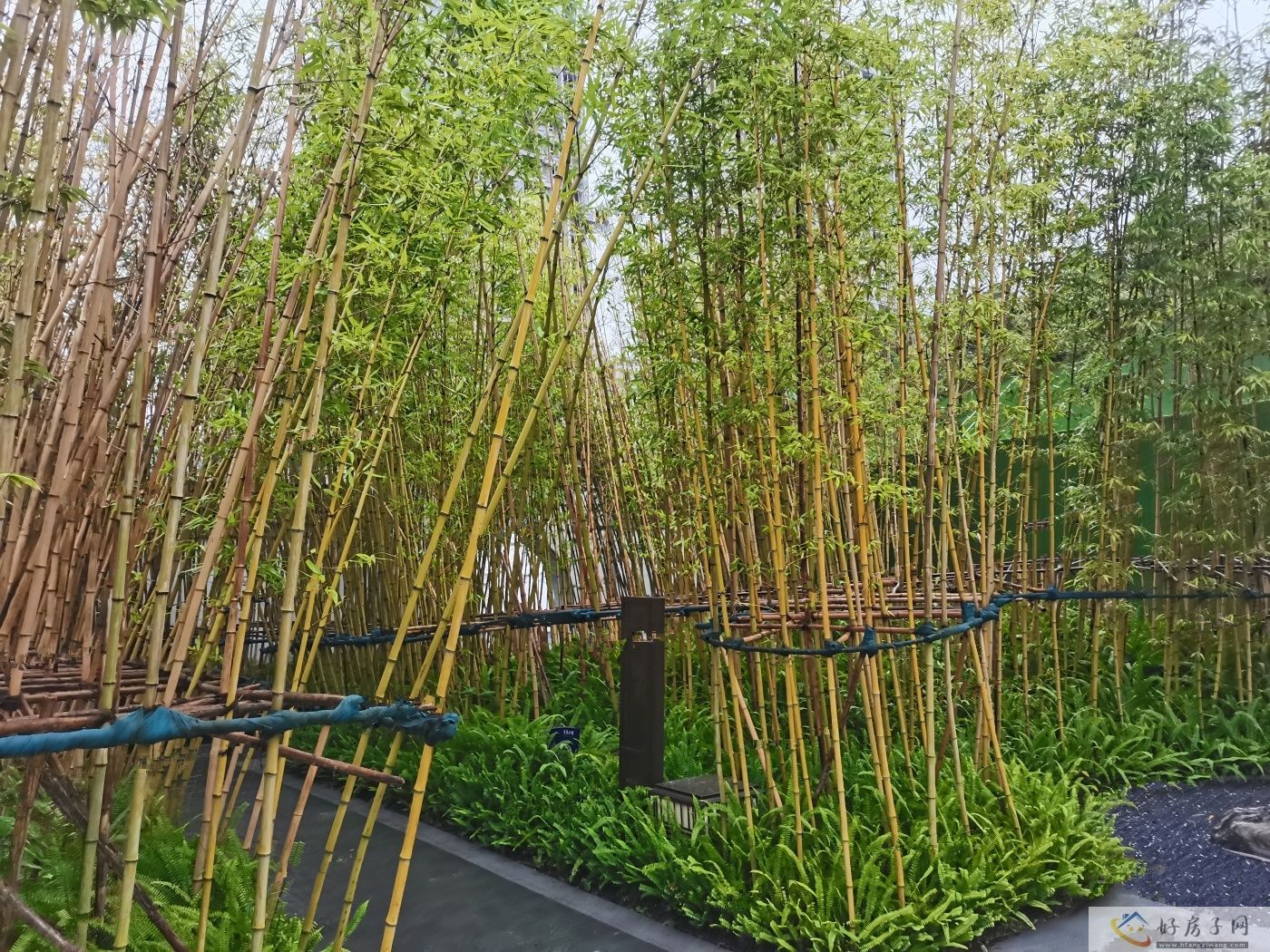 实景图