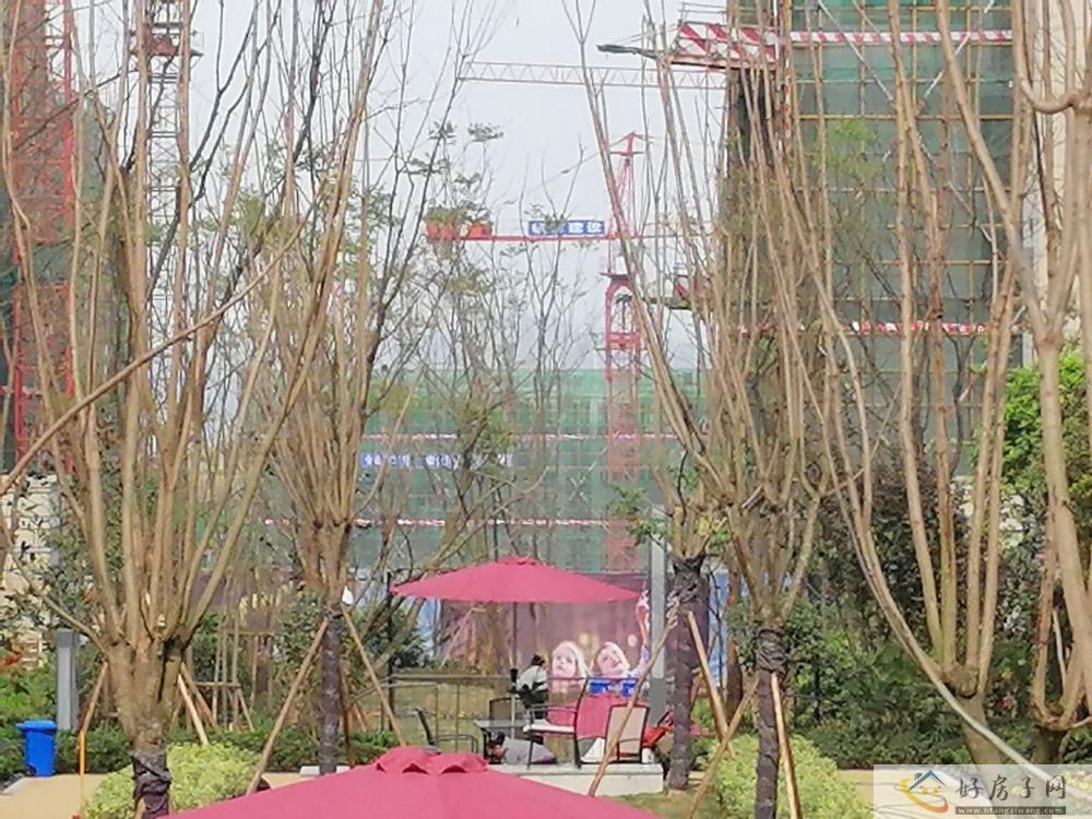 实景图