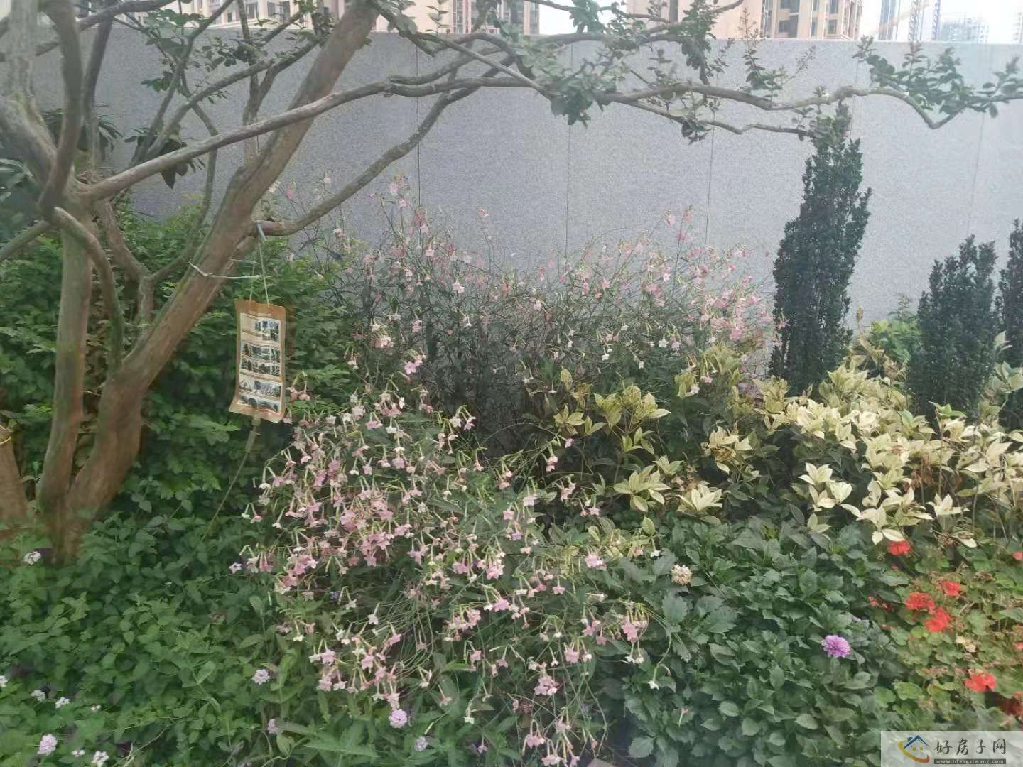 实景图